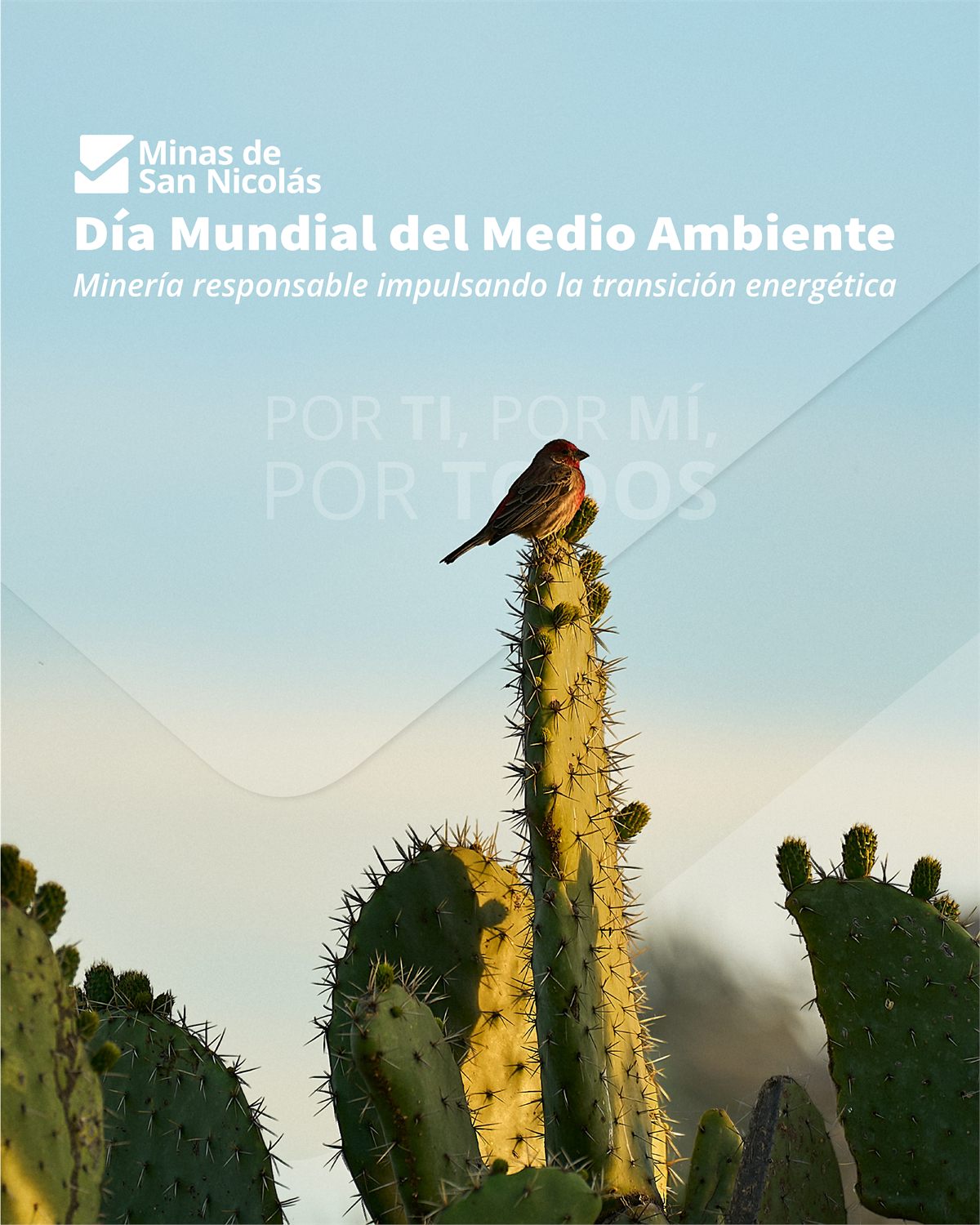 Pieza del Día Mundial del Medio Ambiente de Minas de San Nicolás: un ave posada sobre un cactus a contraluz